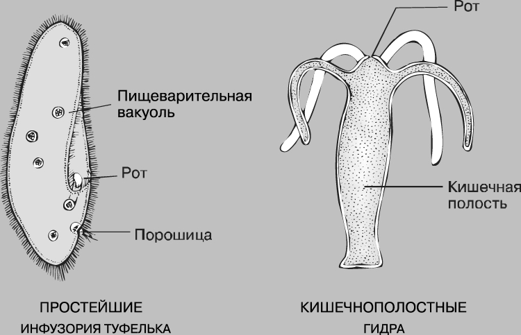 Кракен зеркало на сегодня