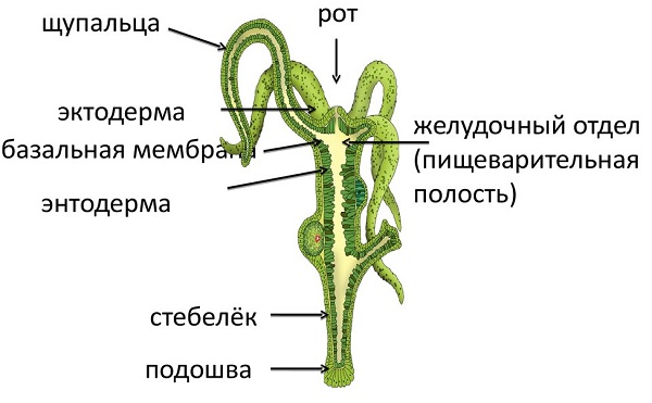 Кракен ссылка на сайт